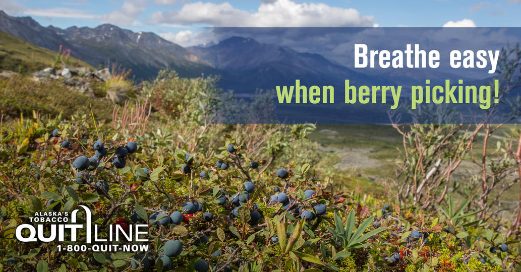 Photo of wild blueberries in the mountains. The graphic reads, “Breathe easy while berry picking.”
